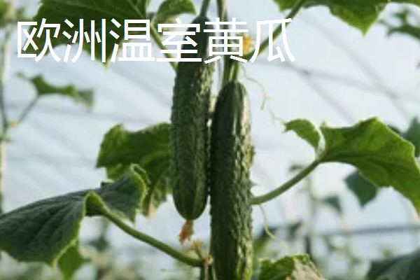 黄瓜的品种介绍，常见的有白黄瓜、青黄瓜等