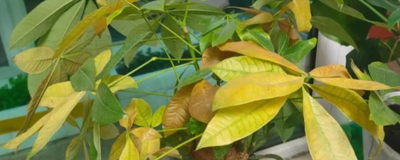 发财树冬天叶子变黄如何解决，需及时补水