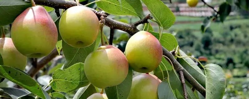 种植梨树的效益，减去成本每亩地可获益7000元左右
