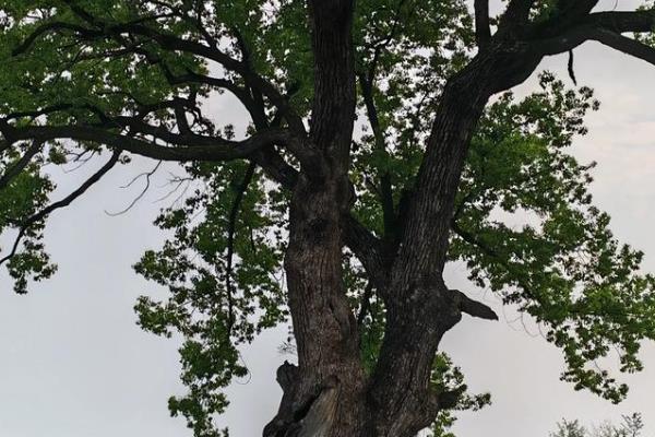 樟树的落叶时间,一年四季都会掉落