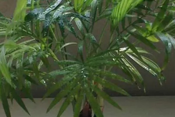 凤尾竹叶子尖发黄干枯怎么处理，需及时换土处理
