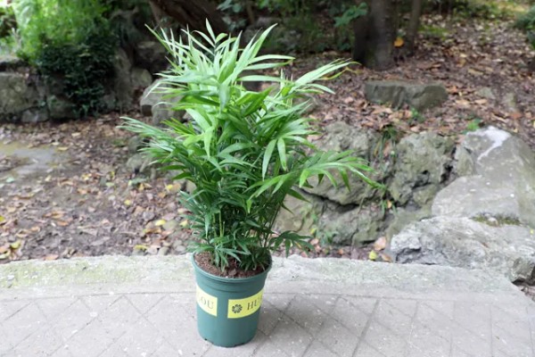 凤尾竹叶子尖发黄干枯怎么处理，需及时换土处理