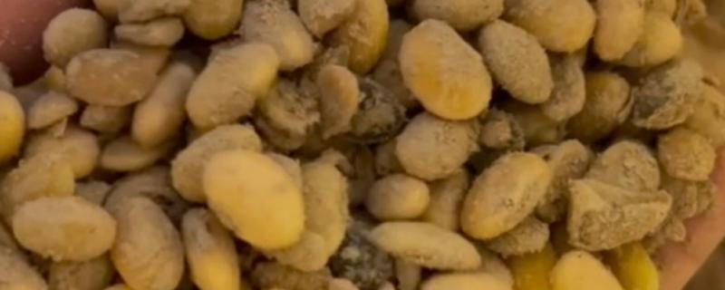 发酵大豆肥料的作用，可以有效改善土质