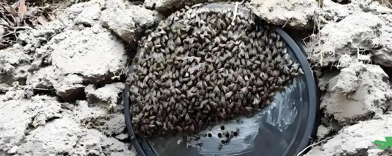 什么东西很快吸引蜜蜂，推荐蜂蜡、白糖、新鲜蜂蜜等