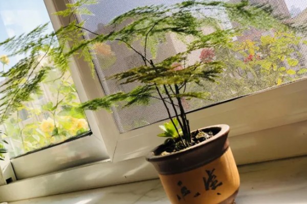 文竹怎么养殖生长旺盛,生长期间应养在充足的散光中