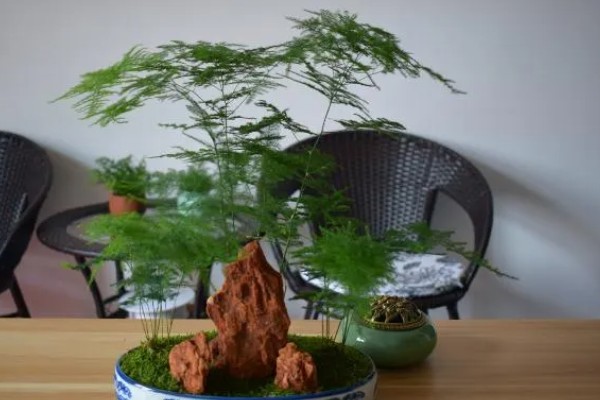 文竹怎么养殖生长旺盛,生长期间应养在充足的散光中