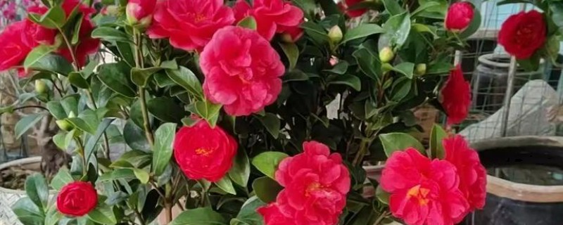 四季红山茶花的养殖方法，养殖要保持充足的光照
