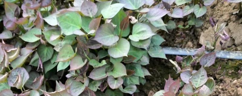 红薯常见病害怎么防治，发生茎线虫病可用辛硫磷溶液泼浇苗床