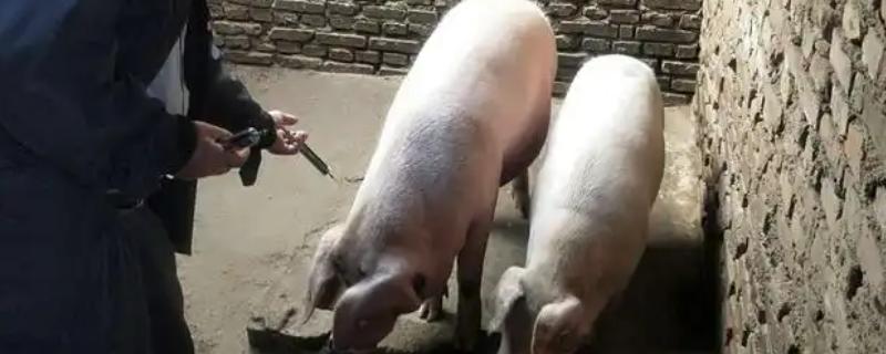 猪得了口蹄病如何治疗，先使用高锰酸钾溶液清洗伤口
