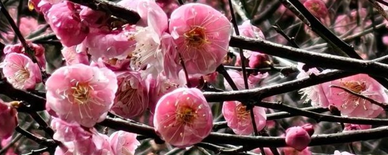梅花在几月开，在每年2-3月开放
