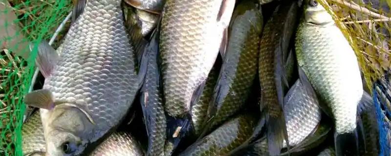 夏季钓鲫鱼的技巧，可选择在水草区、入水口等处作钓