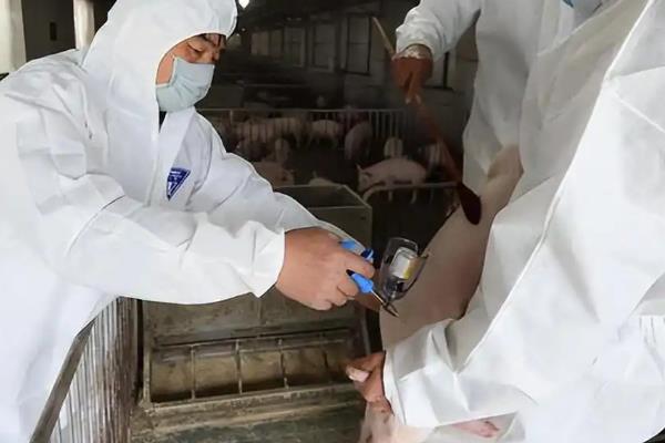 仔猪打土霉素有什么作用,可以防治黄白痢