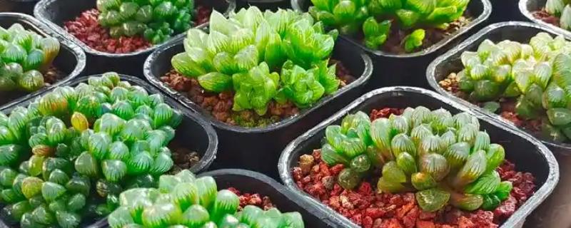 水晶玉露的养殖方法，遵循见干见湿的浇水原则