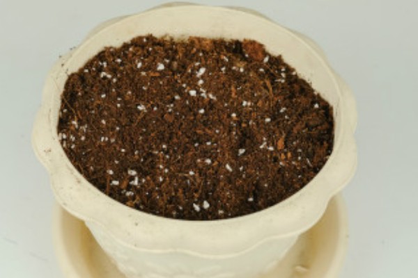槟榔叶的种植方法,适合偏酸性的土壤种植