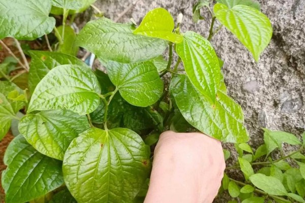 槟榔叶的种植方法,适合偏酸性的土壤种植