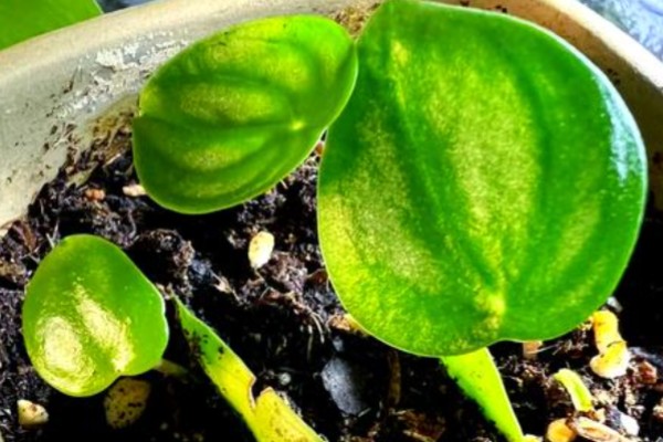 槟榔叶的种植方法,适合偏酸性的土壤种植