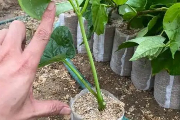 槟榔叶的种植方法,适合偏酸性的土壤种植