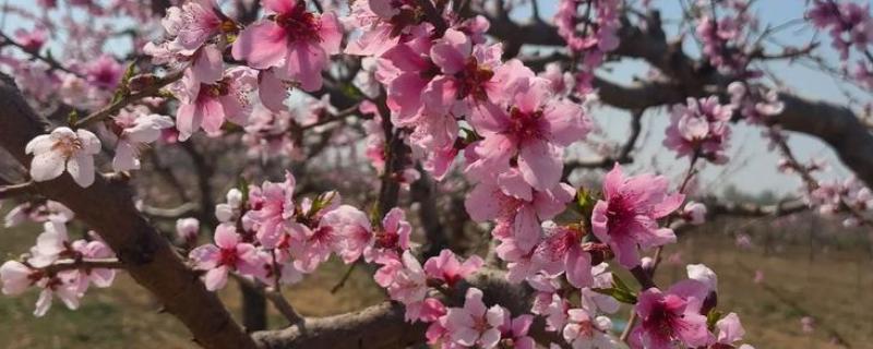 桃花的花语，寓意爱情俘虏、美好生活等