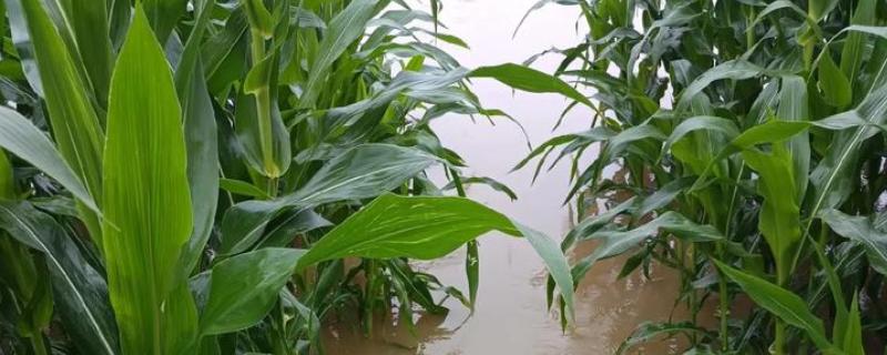 雨后农作物如何管理，要注意预防病虫害