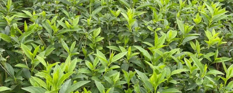 连翘的种植成本与利润，一亩地的总成本为2000元左右