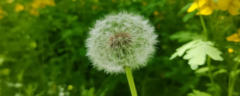蒲公英的养殖要点，生长离不开充足的光照