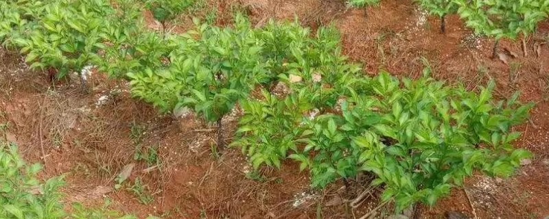 魔芋施肥用什么肥，要以农家肥和复合肥为主