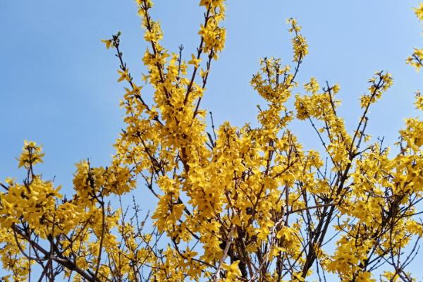 连翘怎么种植,栽种时要让根系舒展