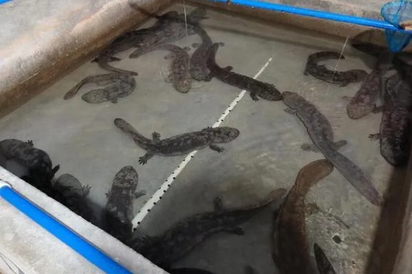 娃娃鱼是不是保护动物,被列入《中国重点保护野生动物》名录中