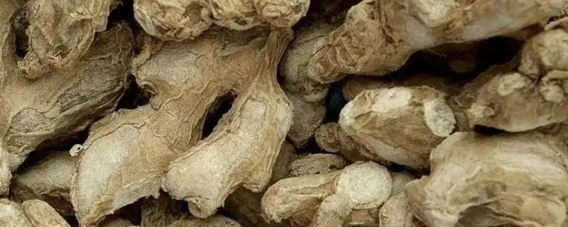 干姜的种植时间，4-5月份种植为佳