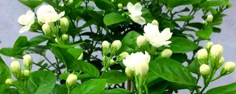北方茉莉如何过冬，移到室内温暖的地方养护