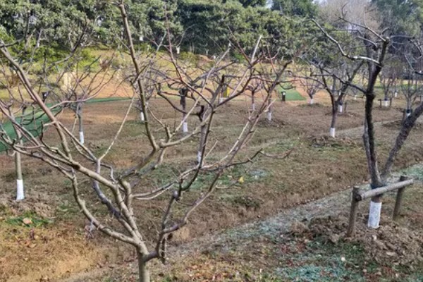 柿子树怎么压条繁殖,用土壤盖住枝条的剥皮部分