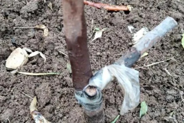 柿子树怎么压条繁殖,用土壤盖住枝条的剥皮部分