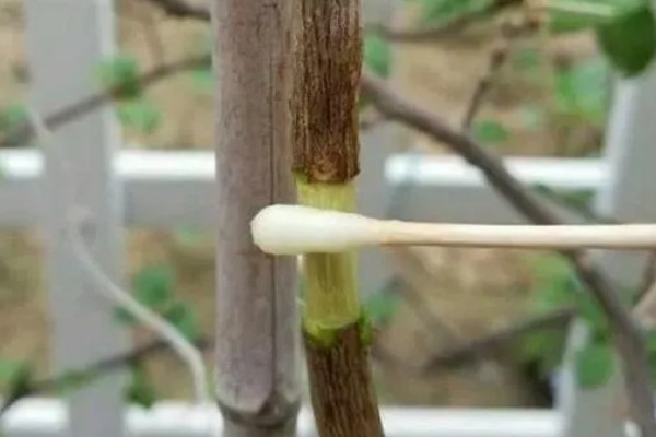柿子树怎么压条繁殖,用土壤盖住枝条的剥皮部分