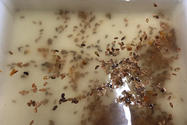 非洲菊种子如何种植，播种前先温水浸种