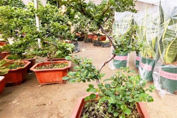 珍珠梅盆景的养护方法,生长期每隔1个月施一次氮肥