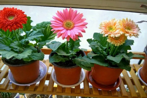 非洲菊种子如何种植，播种前先温水浸种