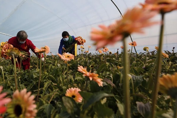 非洲菊种子如何种植，播种前先温水浸种