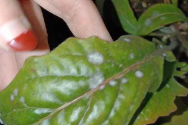 非洲菊种子如何种植，播种前先温水浸种