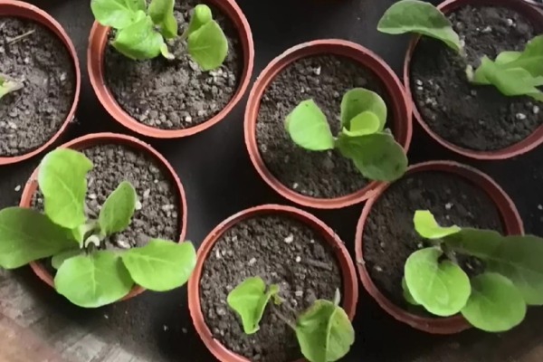 非洲菊种子如何种植，播种前先温水浸种