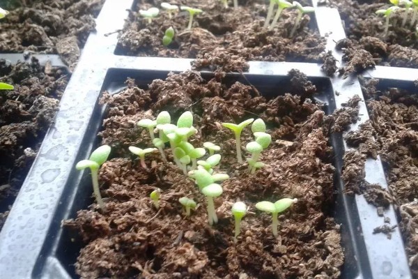 非洲菊种子如何种植，播种前先温水浸种