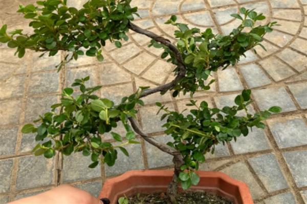 珍珠梅盆景的养护方法,生长期每隔1个月施一次氮肥