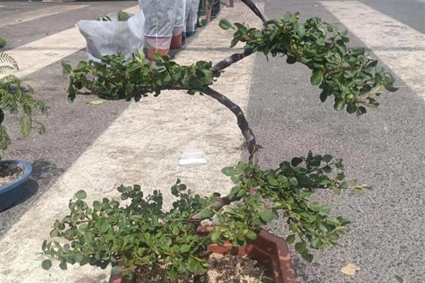 珍珠梅盆景的养护方法,生长期每隔1个月施一次氮肥