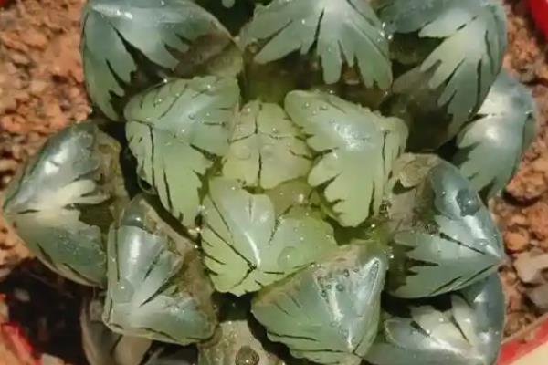 水晶玉露的养殖方法,遵循见干见湿的浇水原则