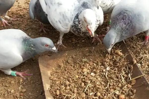 鸽子吃什么粮食下蛋快,推荐豆类饲料、油性饲料等