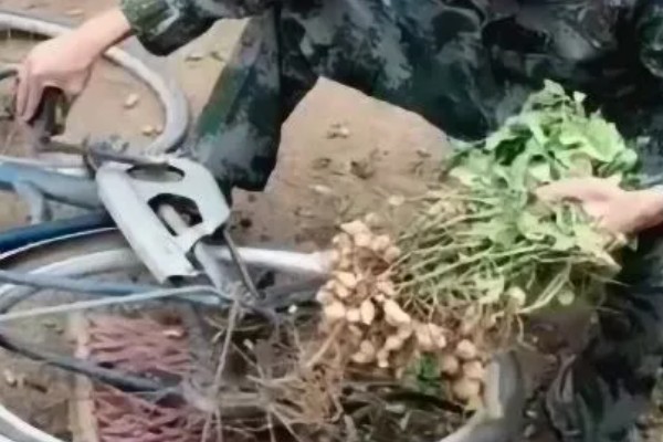 快速人工收花生的方法,用打谷机来进行花生的脱粒
