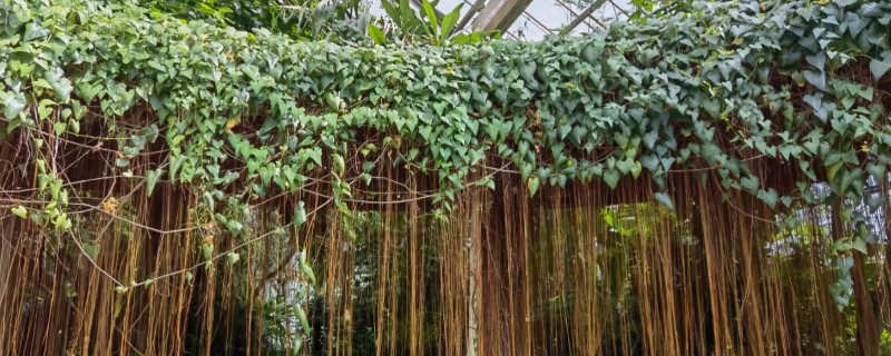 锦屏藤如何种植，每棵种植密度在5-10米左右