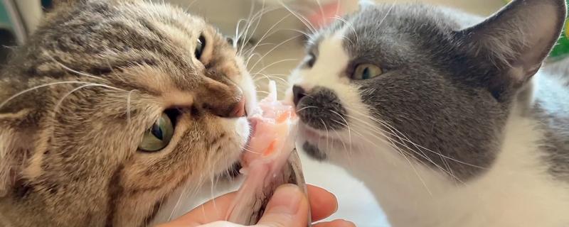 对猫咪有剧毒的植物，有百合、杜鹃等