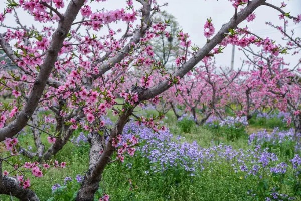 桃花的花语,寓意爱情俘虏、美好生活等