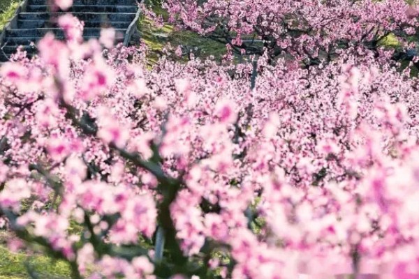 桃花的花语,寓意爱情俘虏、美好生活等