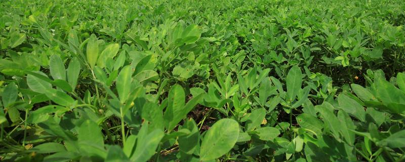 花生芽怎么种植,每天淋水3-4次